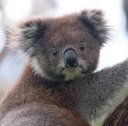 a picture of a koala bear